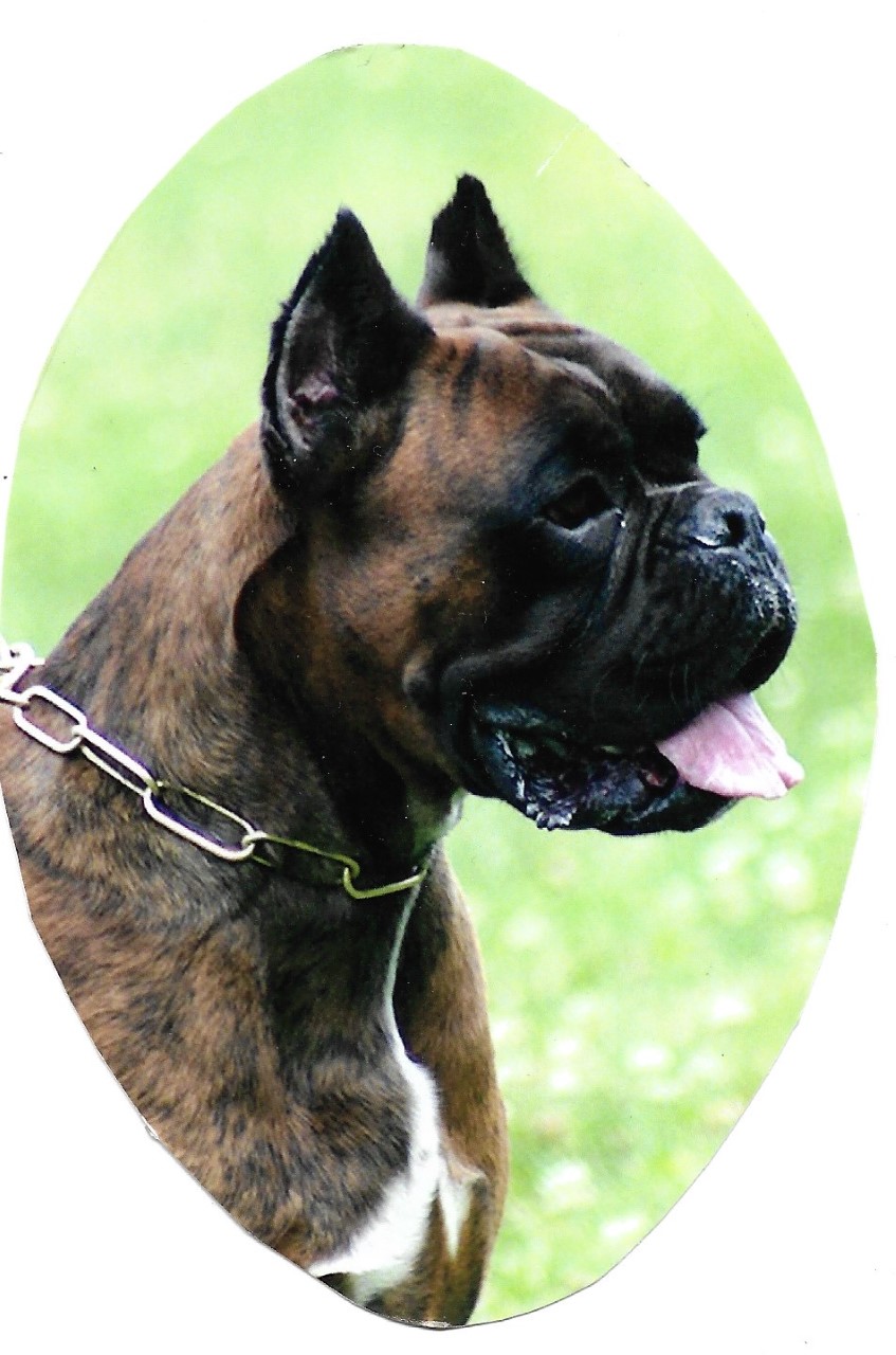 boxerracine3.jpg